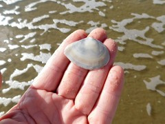 Macoma