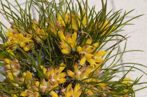 Conostylis vaginata (Conostylis vaginata)