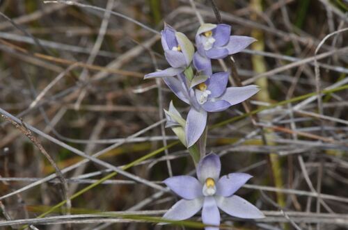 Scented Sun Orchid (Thelymitra macrophylla)