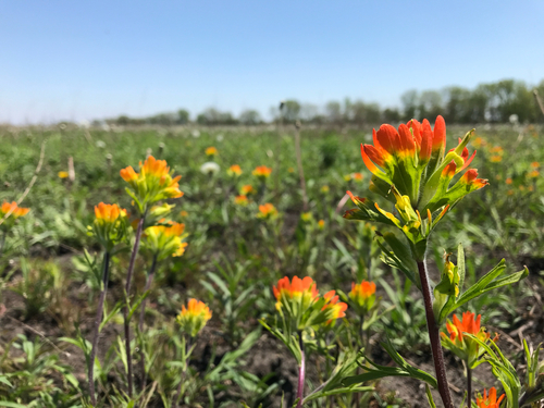 iNaturalist observation photo of Painted-cup paintbrush