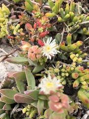 Delosperma guthriei