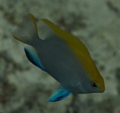 Neoglyphidodon melas