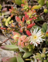 Delosperma guthriei