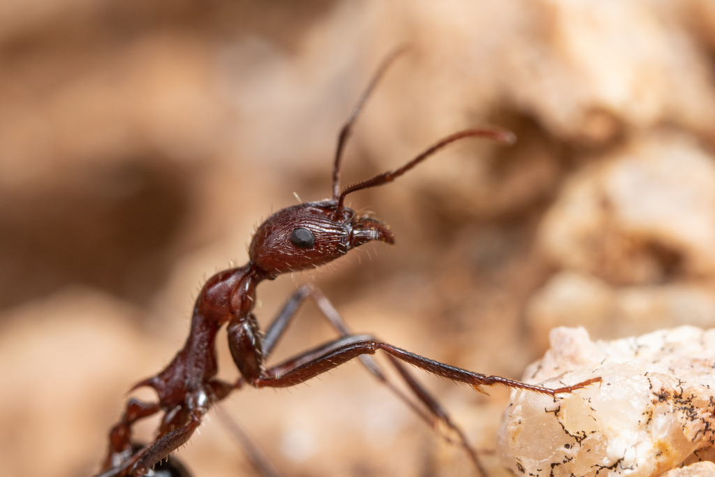 Desert Long-legged Ants
