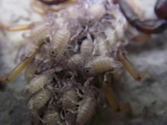 Euscorpius flavicaudis