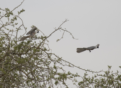 Bare-faced Go-away-bird (Crinifer personatus), photo 10
