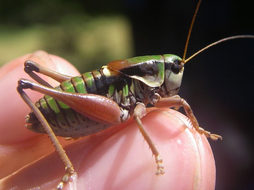 Small Alpine Bush-cricket