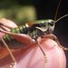 Small Alpine Bush-Cricket - Photo (c) purperlibel, some rights reserved (CC BY-SA), uploaded by purperlibel
