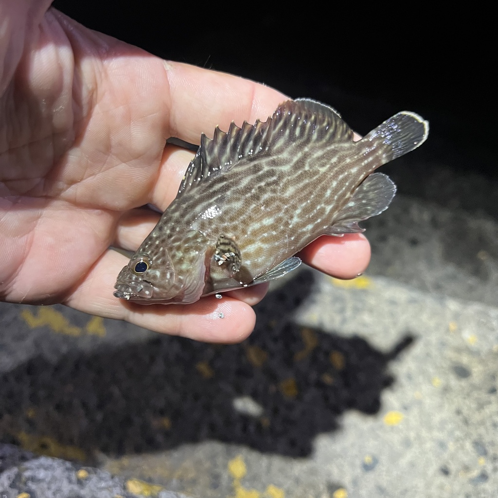 Pacifiic guaseta (Alphestes multiguttatus) — Serranidae