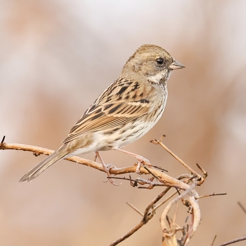 Black-faced Bunting