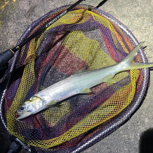 Ladyfish (Elops affinis) — Elopidae — 2
