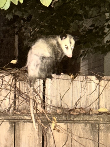 Opossum