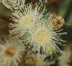 Corymbia erythrophloia