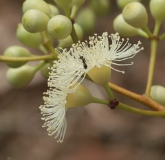Corymbia erythrophloia