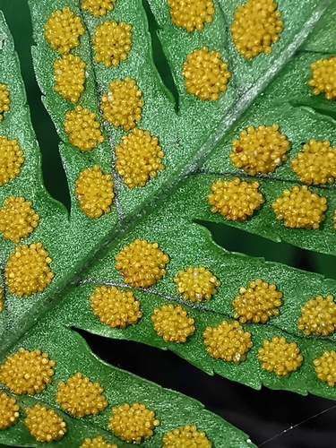 Polypodium plesiosorum, photograph 5