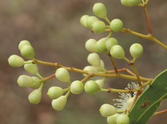 Corymbia erythrophloia