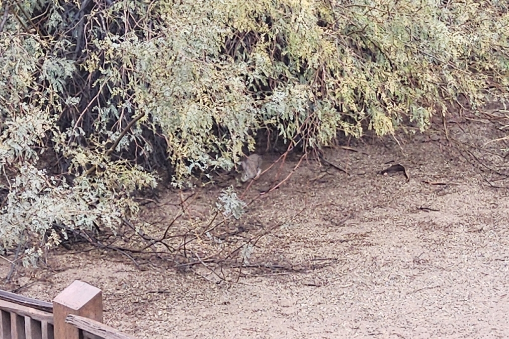 Sylvilagus audubonii arizonae