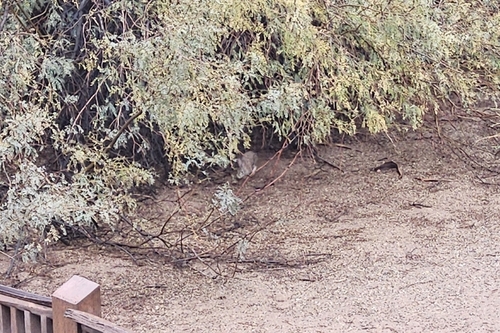 Sylvilagus audubonii arizonae