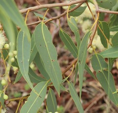 Corymbia erythrophloia