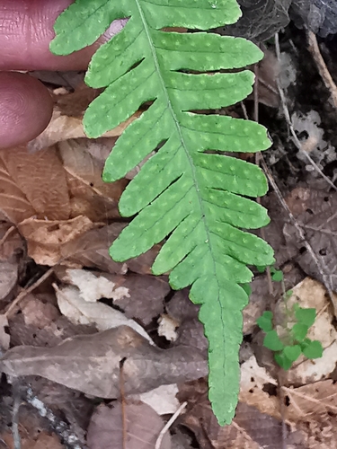 Polypodium plesiosorum, photograph 6