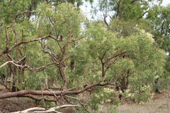 Corymbia erythrophloia