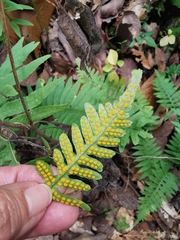 Polypodium plesiosorum
