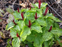 Trillium angustipetalum