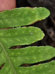 Polypodium plesiosorum