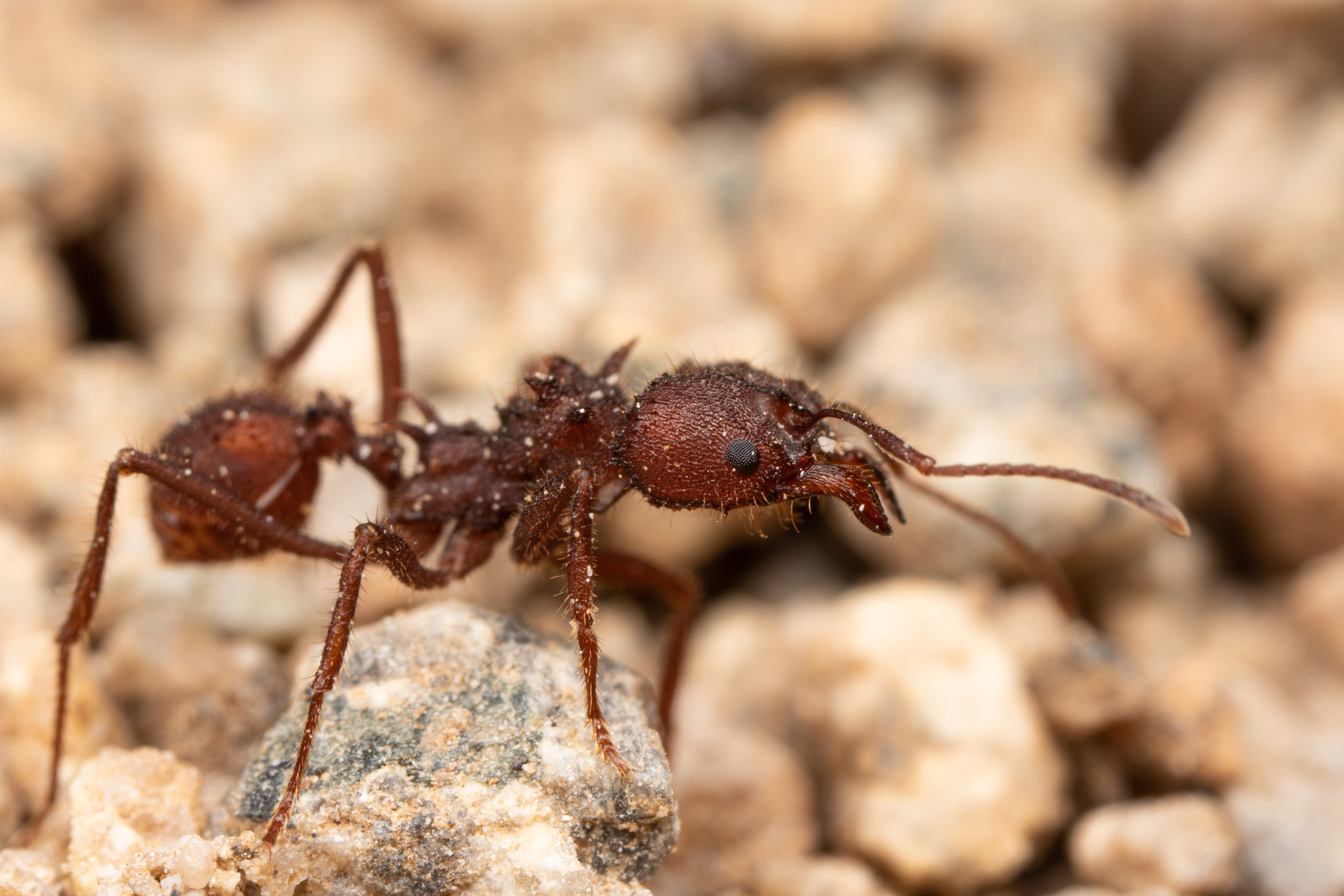 Especie de hormiga Atta mexicana - ANTCUBE Hormiga cortadora de hojas