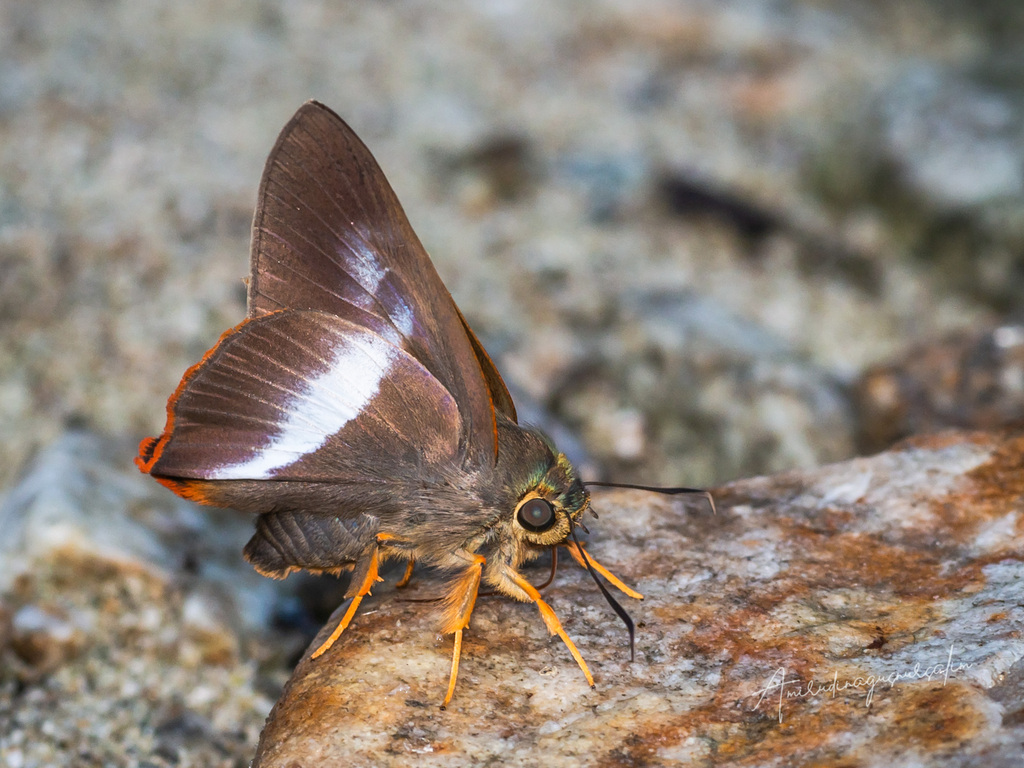 Orangetail Awlet