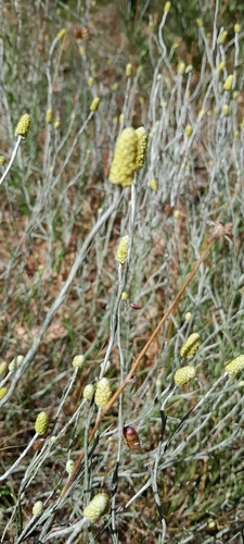 Calocephalus citreus, photograph 4
