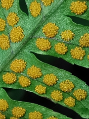Polypodium plesiosorum