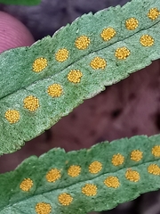 Polypodium plesiosorum