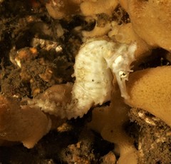 Hippocampus whitei