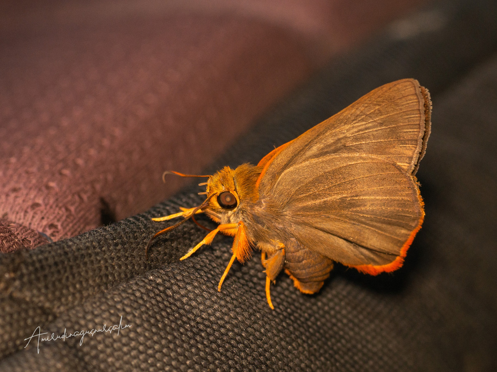 Bibasis iluska