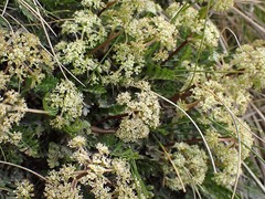 Anisotome flexuosa