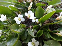 Cardamine reptans
