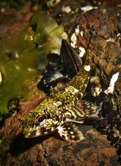 Bovichtus angustifrons