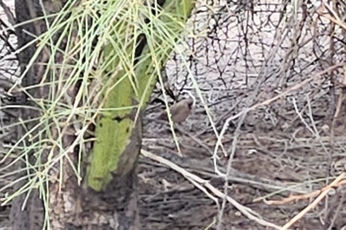 Abert's Towhee