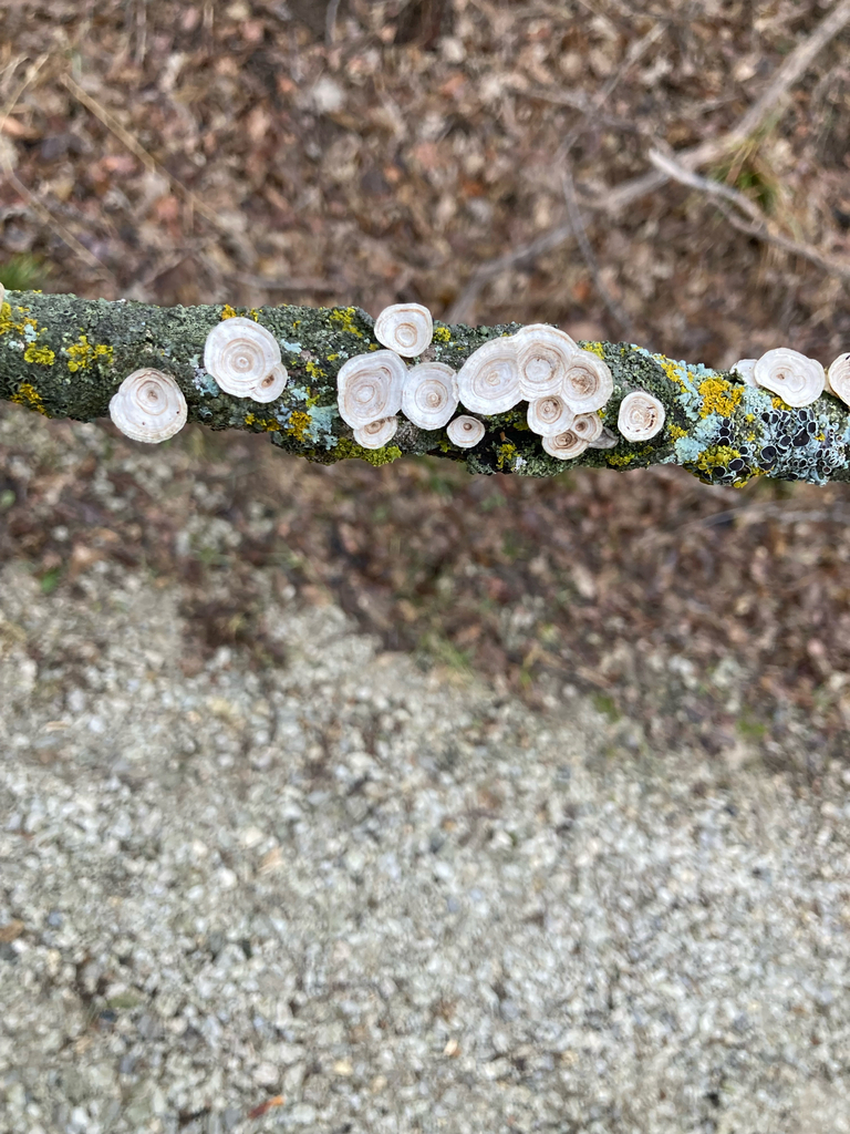 Trametes conchifer · December 2025 · photo: © r_rporter (iNaturalist, cc-by)