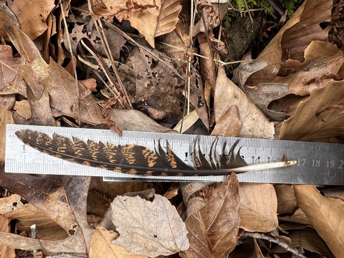 Chuck-will's-widow observed by annegp