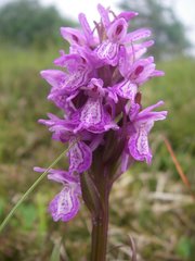 Dactylorhiza majalis sphagnicola