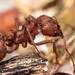 Hormigas Cortadoras de Hojas - Photo (c) D. L. Quinn, algunos derechos reservados (CC BY-NC), uploaded by D. L. Quinn