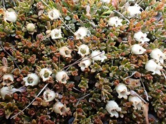 Gaultheria parvula