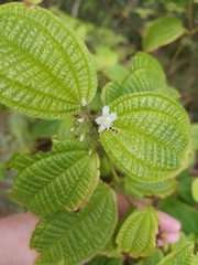 Clidemia hirta, recorded fruiting