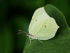 Gonepteryx rhamni