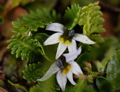 Lobelia pratiana