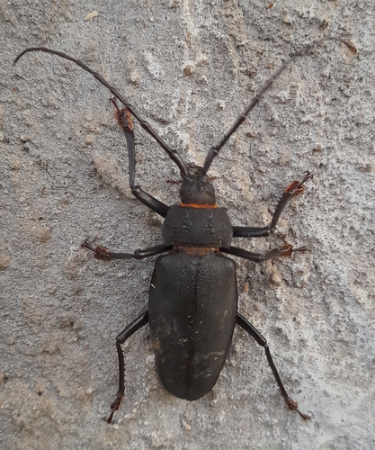 Ctenoscelis acanthopus