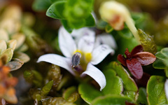 Lobelia pratiana