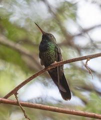 Riccordia swainsonii